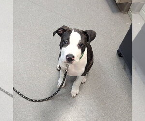 Mutt Dogs for adoption in La Porte, IN, USA