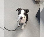 Small Mutt