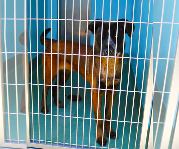 Medium Photo #3 Australian Shepherd-German Shepherd Dog Mix Puppy For Sale in Pasadena, CA, USA
