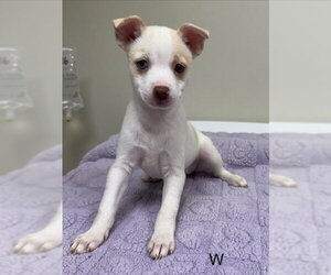 Pomsky Dogs for adoption in Lancaster, PA, USA