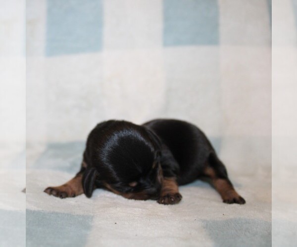 Medium Photo #4 Dachshund Puppy For Sale in BLMGTN, IN, USA