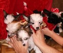 Puppy 4 Chinese Crested