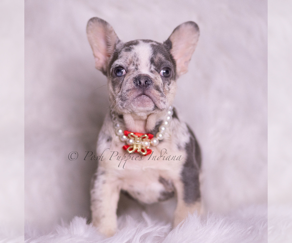 Medium Photo #2 French Bulldog Puppy For Sale in WARSAW, IN, USA