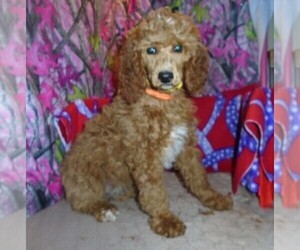 Poodle (Standard) Puppy for sale in HOWE, ID, USA