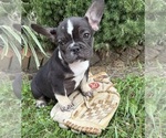 Small #2 French Bulldog