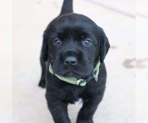 Labrador Retriever-Wirehaired Pointing Griffon Mix Puppy for sale in COLORADO SPRINGS, CO, USA