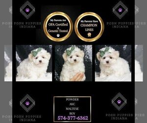 Maltese Puppy for sale in WARSAW, IN, USA