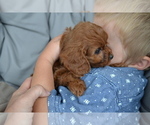 Small #2 Cavapoo
