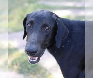 Doberman Pinscher-Unknown Mix Dogs for adoption in San Antonio, TX, USA