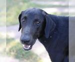 Small Doberman Pinscher Mix