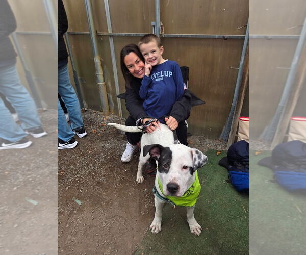 Medium Photo #2 Labrador Retriever-Unknown Mix Puppy For Sale in Woodbury, NY, USA