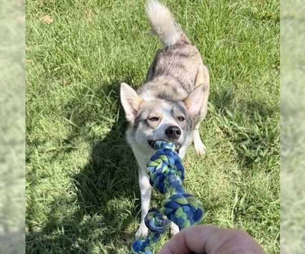 Medium Photo #3 Siberian Husky Puppy For Sale in Omaha, NE, USA