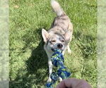 Small #2 Siberian Husky