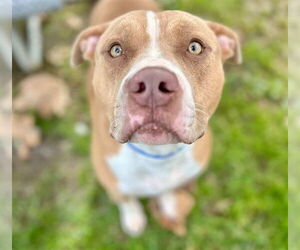 Mutt Dogs for adoption in Riverside, CA, USA