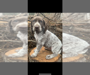 German Shorthaired Pointer Puppy for sale in WASILLA, AK, USA