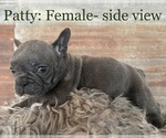 Small #4 French Bulldog