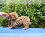 Small #27 Poodle (Toy)