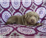 Small Photo #2 Labrador Retriever Puppy For Sale in HONEY BROOK, PA, USA