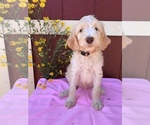 Small Photo #3 Labradoodle Puppy For Sale in WESTMINSTER, SC, USA