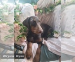 Small Photo #16 Doberman Pinscher Puppy For Sale in POMEROY, OH, USA