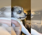 Small #3 Siberian Husky