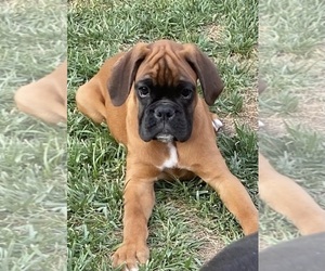 Boxer Puppy for sale in ONTARIO, CA, USA