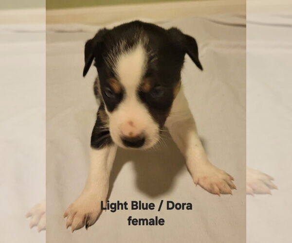 Medium Photo #2 Border Collie-Siberian Husky Mix Puppy For Sale in Aurora, IN, USA