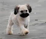 Puppy 0 Maltipoo-Shih Tzu Mix