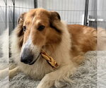 Daisy - Female Collie Dog for Adoption - Small photo