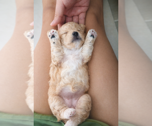 Poodle (Toy) Puppy for sale in AVONDALE-GOODYEAR, AZ, USA