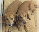Small #2 Dachshund