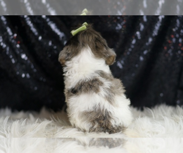 Medium Photo #5 YorkiePoo Puppy For Sale in WARSAW, IN, USA