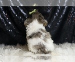 Small #4 YorkiePoo