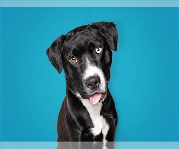 Medium Photo #3 Labrador Retriever-Unknown Mix Puppy For Sale in Las Vegas, NV, USA
