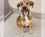 Small #1 German Shepherd Dog Mix