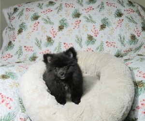 Pomeranian Puppy for Sale in COOKEVILLE, Tennessee USA