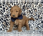 Small #1 Goldendoodle