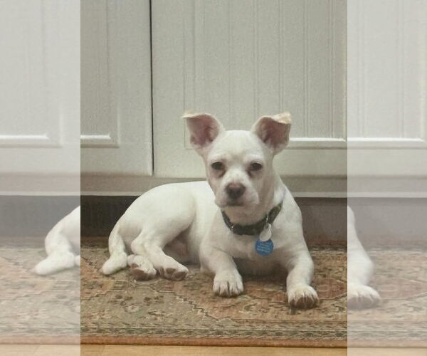 Medium Photo #2 Free-Lance Bulldog Puppy For Sale in Bellevue, WA, USA