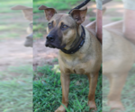 Small #3 Black Mouth Cur Mix