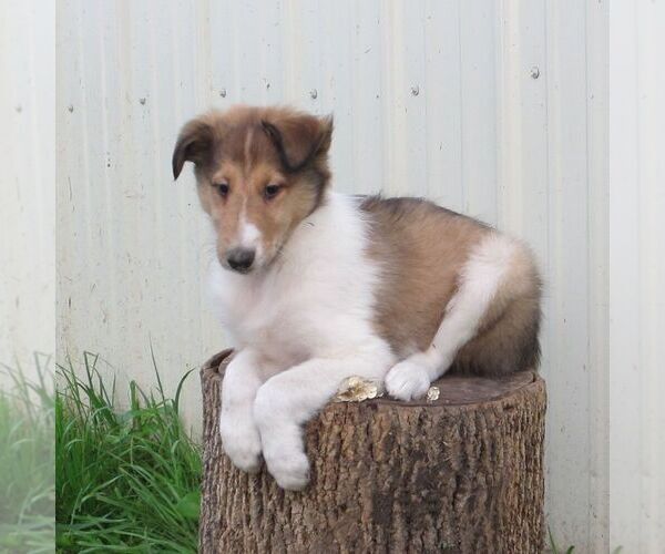 Medium Photo #6 Collie Puppy For Sale in FORT PLAIN, NY, USA