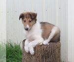 Small #5 Collie