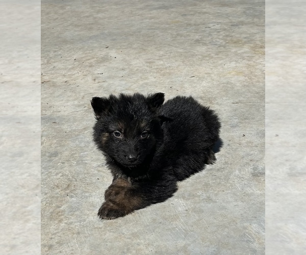 Medium Photo #10 German Shepherd Dog Puppy For Sale in FORT WORTH, TX, USA