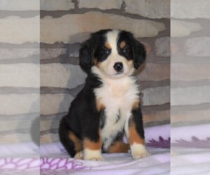 Bernese Mountain Dog Puppy for sale in FREDERICKSBG, OH, USA