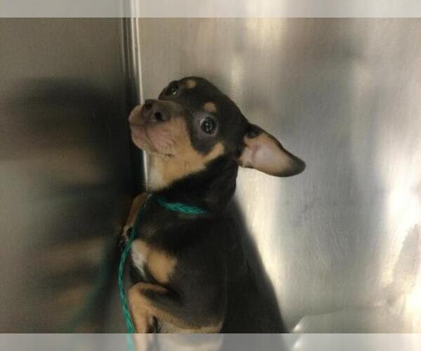 Medium Photo #1 Chihuahua Puppy For Sale in Riverside, CA, USA