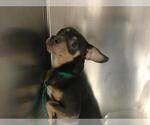 Small Chihuahua