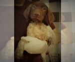 Small Photo #1 German Shorthaired Pointer Puppy For Sale in SCOTTSDALE, AZ, USA
