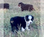 Small #2 Miniature Australian Shepherd