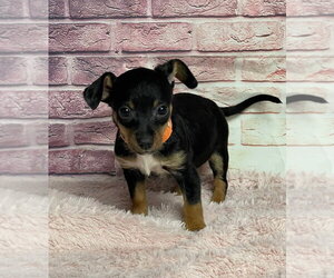 Chihuahua-Unknown Mix Dogs for adoption in Lakewood, CO, USA