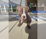 Puppy Puppy 5 American Bully