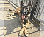 Small #1 German Shepherd Dog
